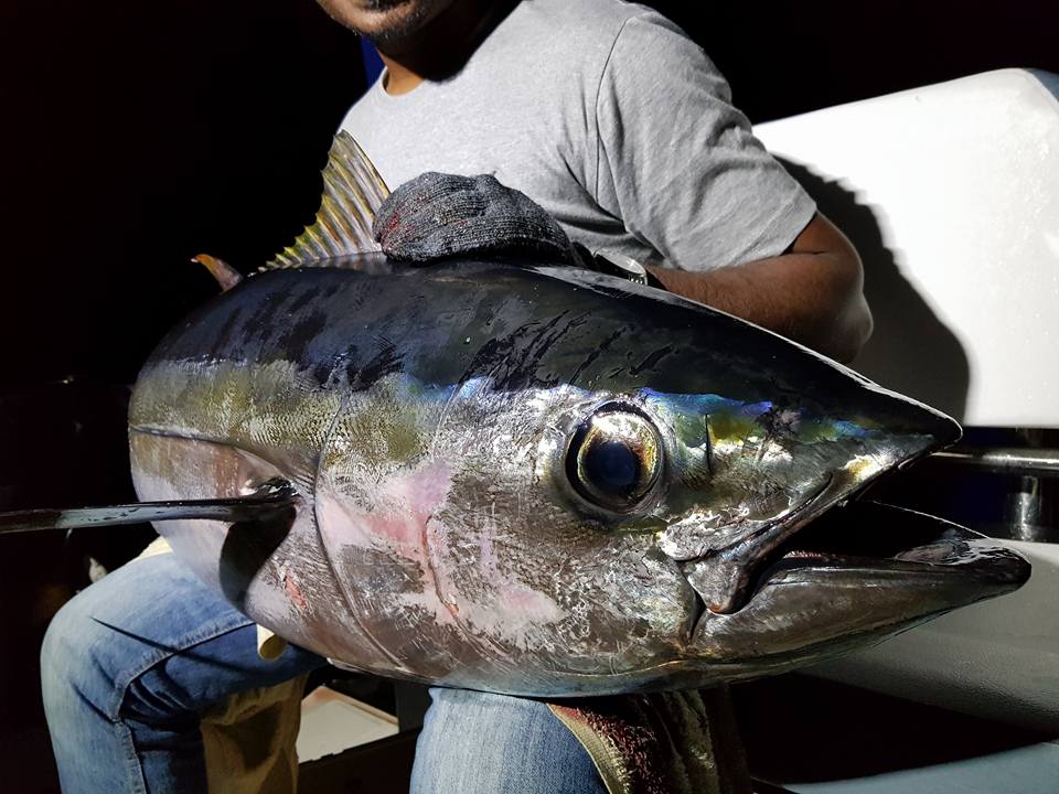 yellowfin tuna skullfishing maldives